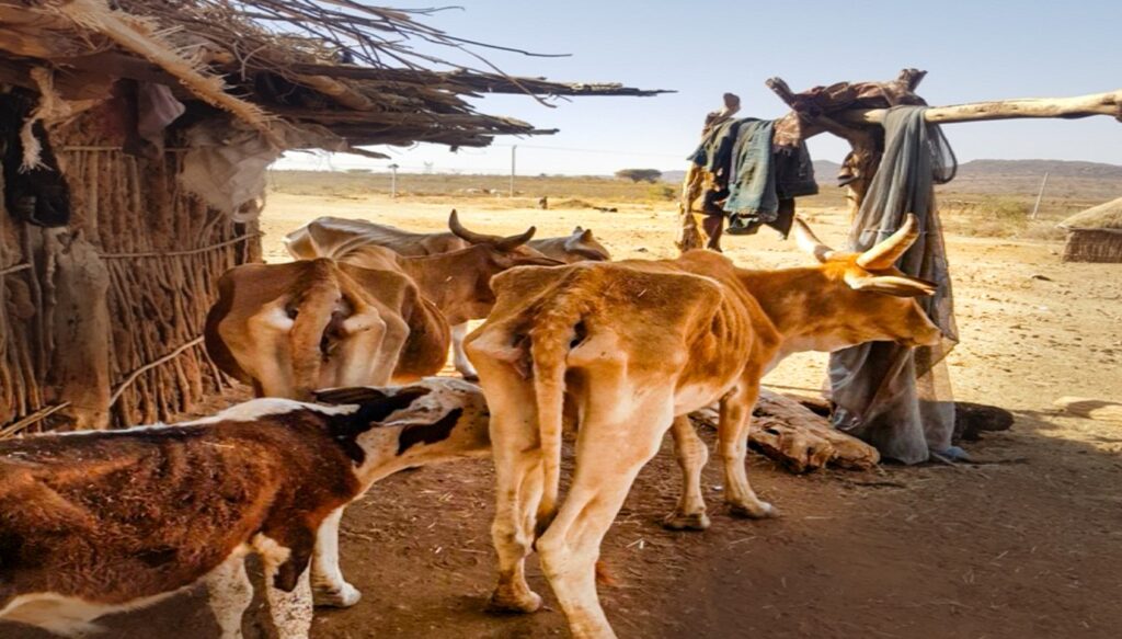 Once selected breed of the Borana cattle are now left in skeleton!